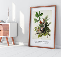 John James Audubon - American Robin from Birds of America (1827)