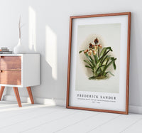 Frederick Sander - Cypripedium boxalli atratum from Reichenbachia Orchids -1847-1920