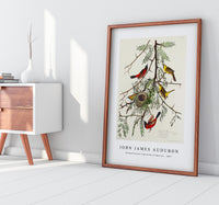 John James Audubon - Orchard Oriole from Birds of America (1827)