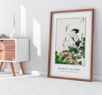 Numata Kashu - Japanese Stork and Pine Tree illustration from Pictorial Monograph of Birds (1885)