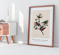 John James Audubon - Painted Finch from Birds of America (1827)