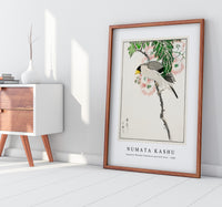 Numata Kashu - Japanese Masked Hawfinch and Silk Tree illustration from Pictorial Monograph of Birds (1885)