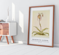 Frederick Sander - Cypripedium hybridum youngianum from Reichenbachia Orchids-1847-1920