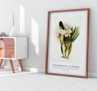 Frederick Sander - Cattleya eldorado crocata from Reichenbachia Orchids-1847-1920