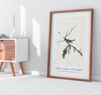 John James Audubon - Red-eyed Vireo from Birds of America (1827)