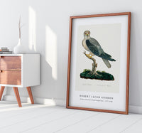 Robert Jacob Gordon - Elanus caeruleus Black-winged kite (1777–1786)