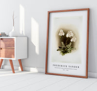 Frederick Sander - Cypripedium niveum from Reichenbachia Orchids-1847-1920