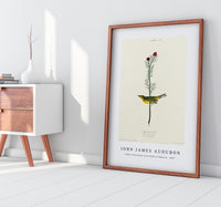 John James Audubon - Selby's Flycatcher from Birds of America (1827)