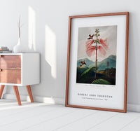 Robert John Thornton - Large–Flowering Sensitive Plant from The Temple of Flora (1807)