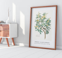 Robert Jacob Gordon - Acacia karroo Hayne or Vachellia karroo (1777–1786)