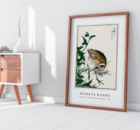 Numata Kashu - Greenshank and Bupleurum Sachalinense illustration from Pictorial Monograph of Birds (1885)