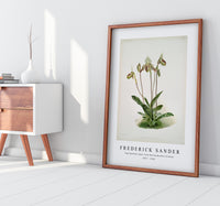 Frederick Sander - Cypripedium argus from Reichenbachia Orchids-1847-1920