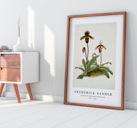 Frederick Sander - Cypripedium (hybridum) pollettianum-1847-1920