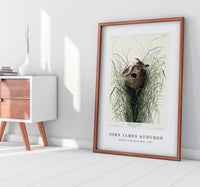 John James Audubon - Nuttall's lesser-marsh Wren from Birds of America (1827)