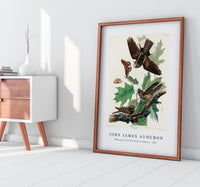 John James Audubon - Whip-poor-will from Birds of America (1827)