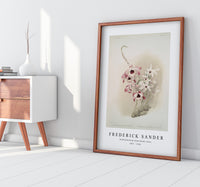 Frederick Sander - Dendrobium (hybridum) venus-1847-1920