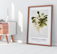 Frederick Sander - Aeranthus sesquipedalis from Reichenbachia Orchids-1847-1920