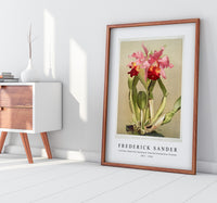 Frederick Sander - Cattleya (hybrida) hardyana from Reichenbachia Orchids-1847-1920