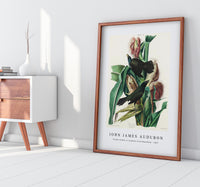 John James Audubon - Purple Grakle or Common Crow Blackbird from Birds of America (1827)