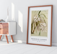 Frederick Sander - Cymbidium mastersi from Reichenbachia Orchids-1847-1920