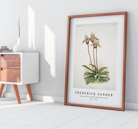 Frederick Sander - Cypripedium lo from Reichenbachia Orchids-1847-1920