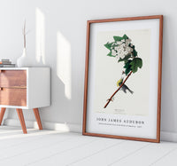 John James Audubon - Yellow-throated Vireo from Birds of America (1827)