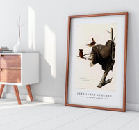 John James Audubon - House Wren from Birds of America (1827)