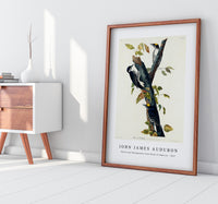 John James Audubon - Three-toed Woodpecker from Birds of America (1827)