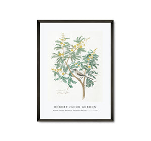 Robert Jacob Gordon
