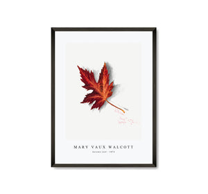 Mary Vaux Walcott