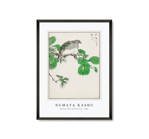 Numata Kashu