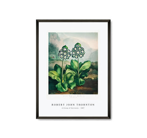 Robert John Thornton