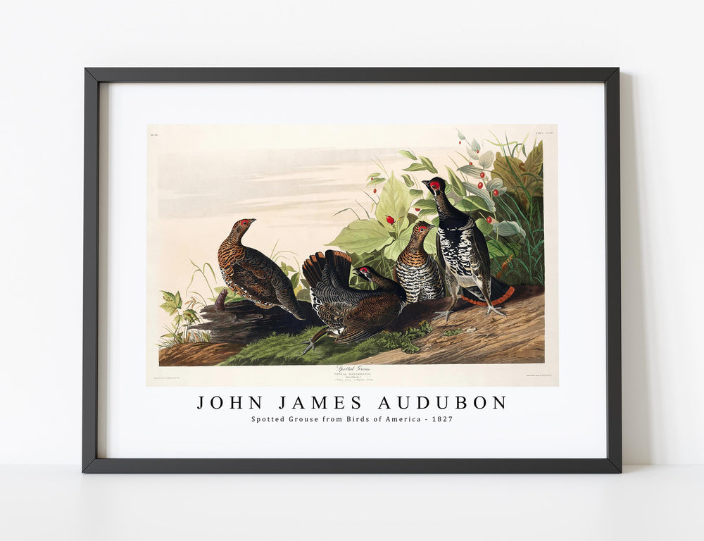 John James Audubon - Spotted Grouse from Birds of America (1827)