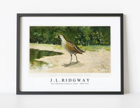 
              J L Ridgway - Sora (Porzana Carolina, Linn) 1859-1947
            