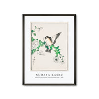 Numata Kashu - Narcissus Flycatcher and Chrysanthemum illustration from Pictorial Monograph of Birds (1885)