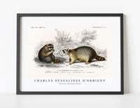 
              Charles Dessalines D'Orbigny - Raccoon (Procyon lotor)
            