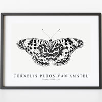 Cornelis ploos van amstel - Vlinder-1763-1789