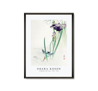 
              Ohara Koson - Kingfisher and irises (1900 - 1930) by Ohara Koson (1877-1945)
            