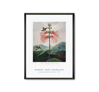 
              Robert John Thornton - Large–Flowering Sensitive Plant from The Temple of Flora (1807)
            
