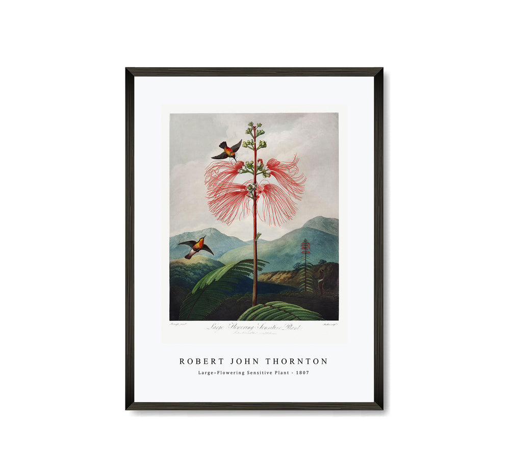 Robert John Thornton - Large–Flowering Sensitive Plant from The Temple of Flora (1807)