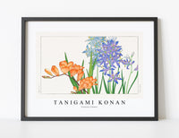 
              Tanigami Konan - Freesia flower
            