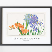Tanigami Konan - Freesia flower