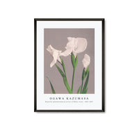 
              Ogawa Kazumasa - Beautiful photomechanical prints of White Irises (1887–1897)
            