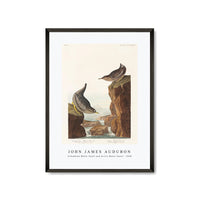 John James Audubon - Columbian Water Ouzel and Arctic Water Ouzel from Birds of America (1838)