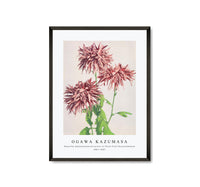 
              Ogawa Kazumasa - Beautiful photomechanical prints of Three Pink Chrysanthemum (1887–1897)
            