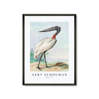 Aert chouman - Jabiru-1770