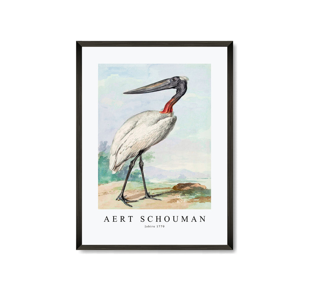 Aert chouman - Jabiru-1770