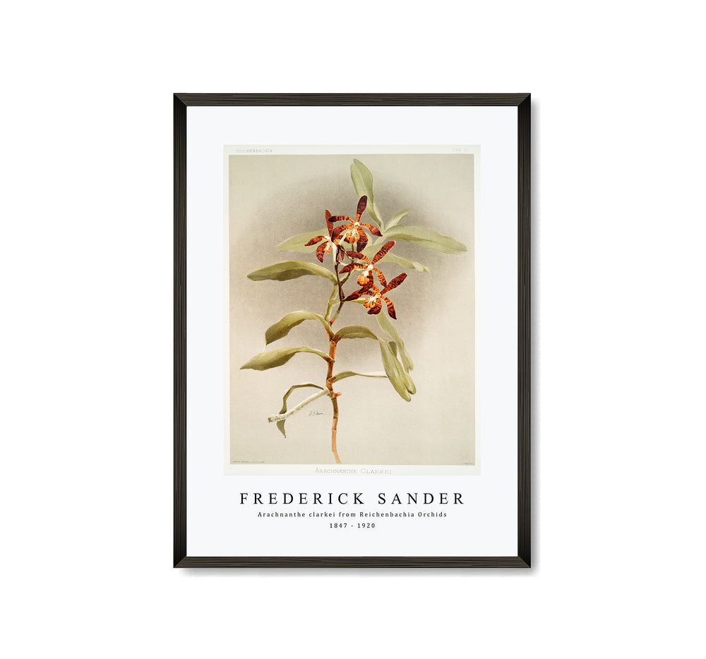 Frederick Sander - Arachnanthe clarkei from Reichenbachia Orchids-1847-1920