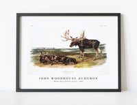 
              John Woodhouse Audubon - Moose Deer (Servus alces) from the viviparous quadrupeds of North America (1845)
            