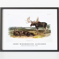 John Woodhouse Audubon - Moose Deer (Servus alces) from the viviparous quadrupeds of North America (1845)
